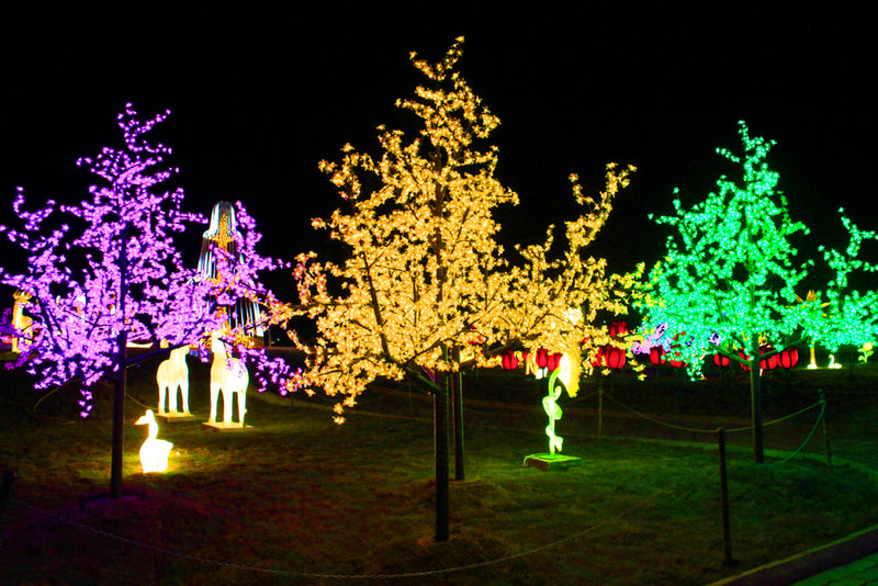 Glowing Cherry Trees