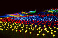 Glowing LED Rose Bed