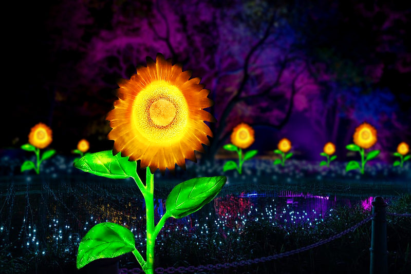 Glowing Sun Flowers