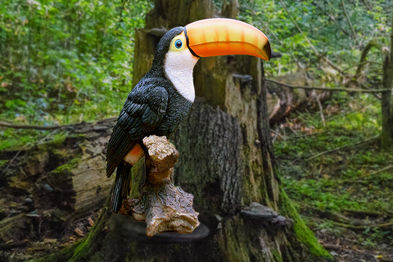 Toucan